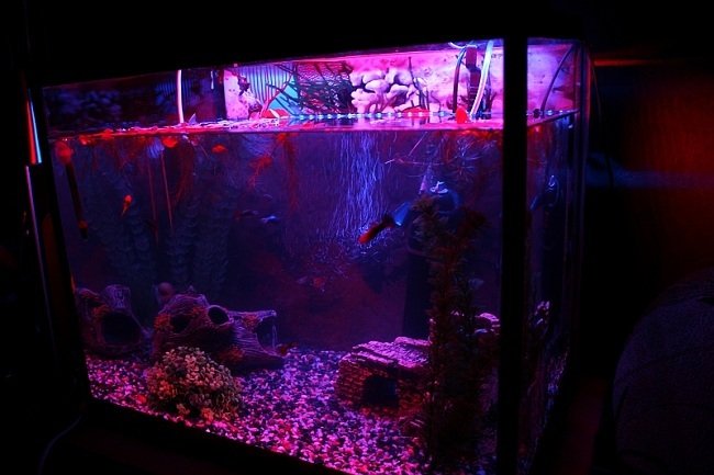 светодиодная лента для подсветки аквариума