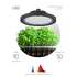 Фитосветильник LED для растений светодиодный подвесной ЭРА FITO-50W-RB-LED-UFO красно-синего спектра 50Вт IP65 арт.Б0053280